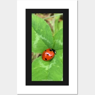 Ladybug Posters and Art